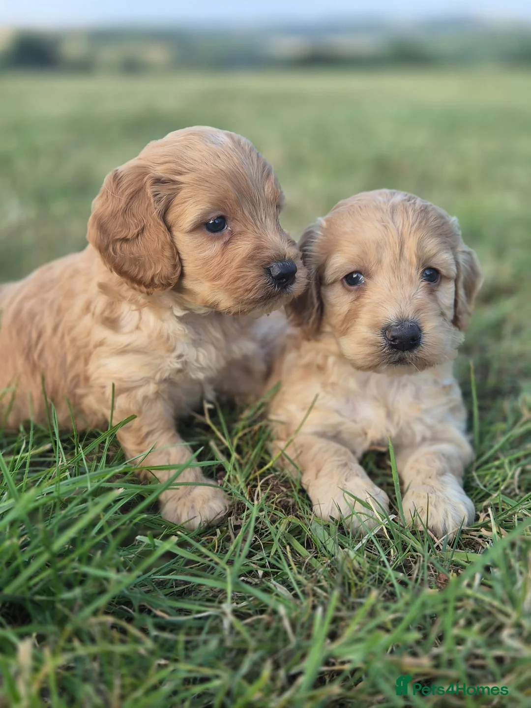 Cockapoo dogs for sale: 5 excellent F1 cockapoos  - Advert 1