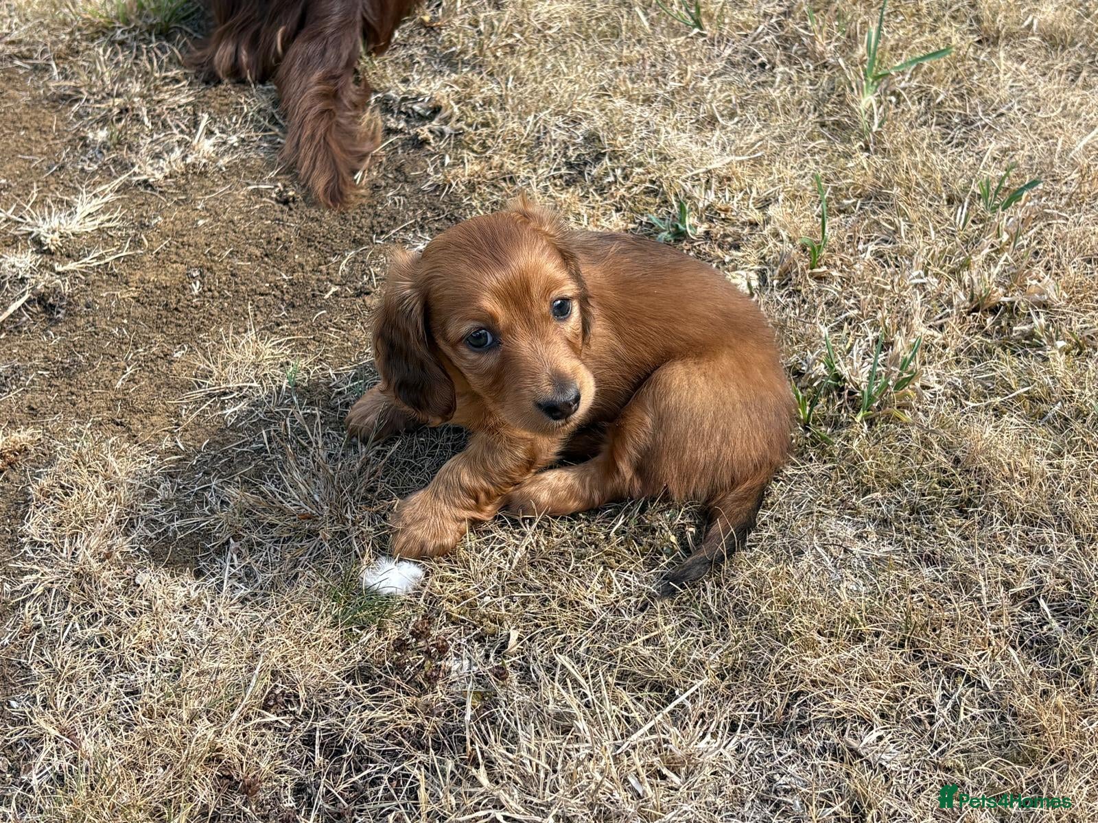 Dachshund dogs KC reg, champion bloodline, female mini dachshund - Advert 2