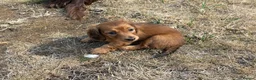 Dachshund dogs for sale: KC reg, champion bloodline, female mini dachshund - Advert 2
