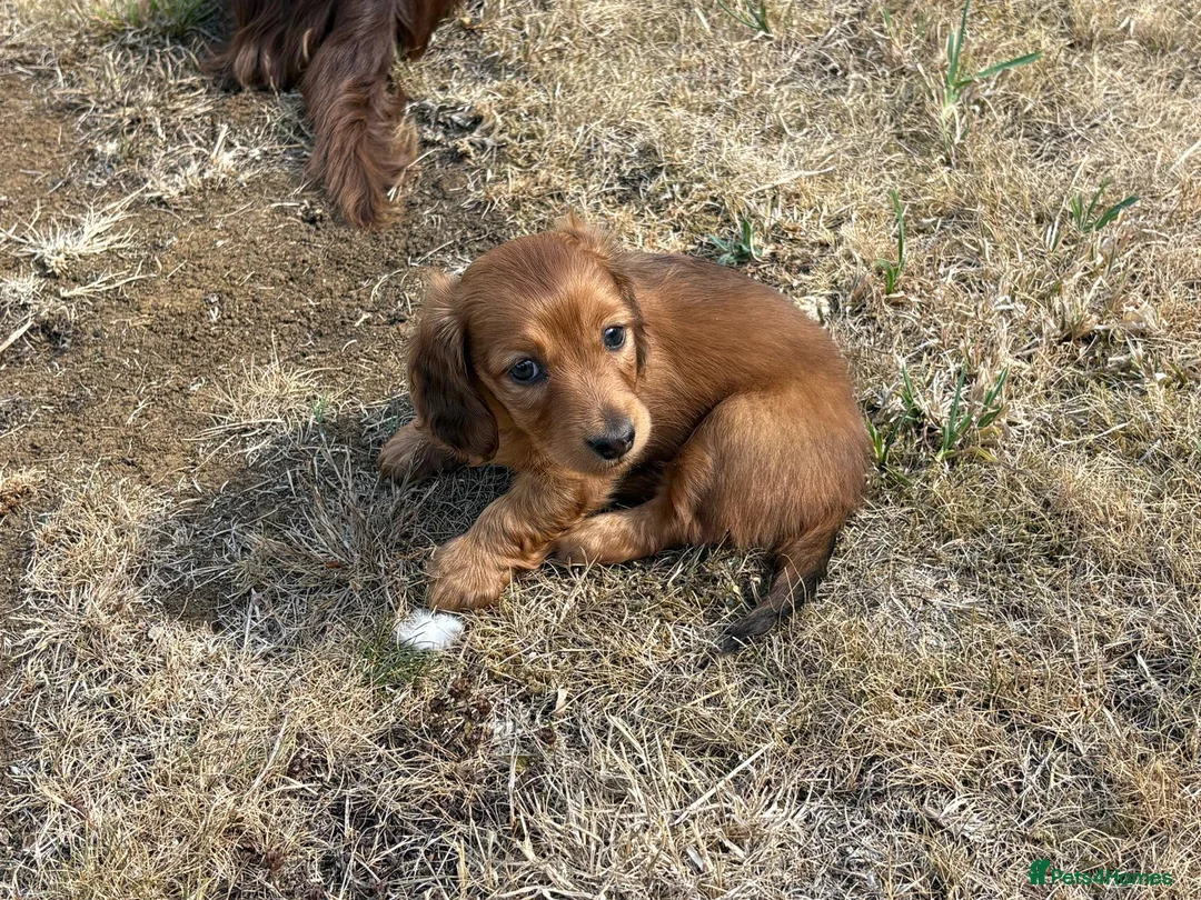 Dachshund dogs for sale: KC reg, champion bloodline, female mini dachshund - Advert 2