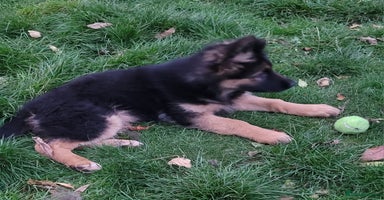 German Shepherd dogs - Advert 1