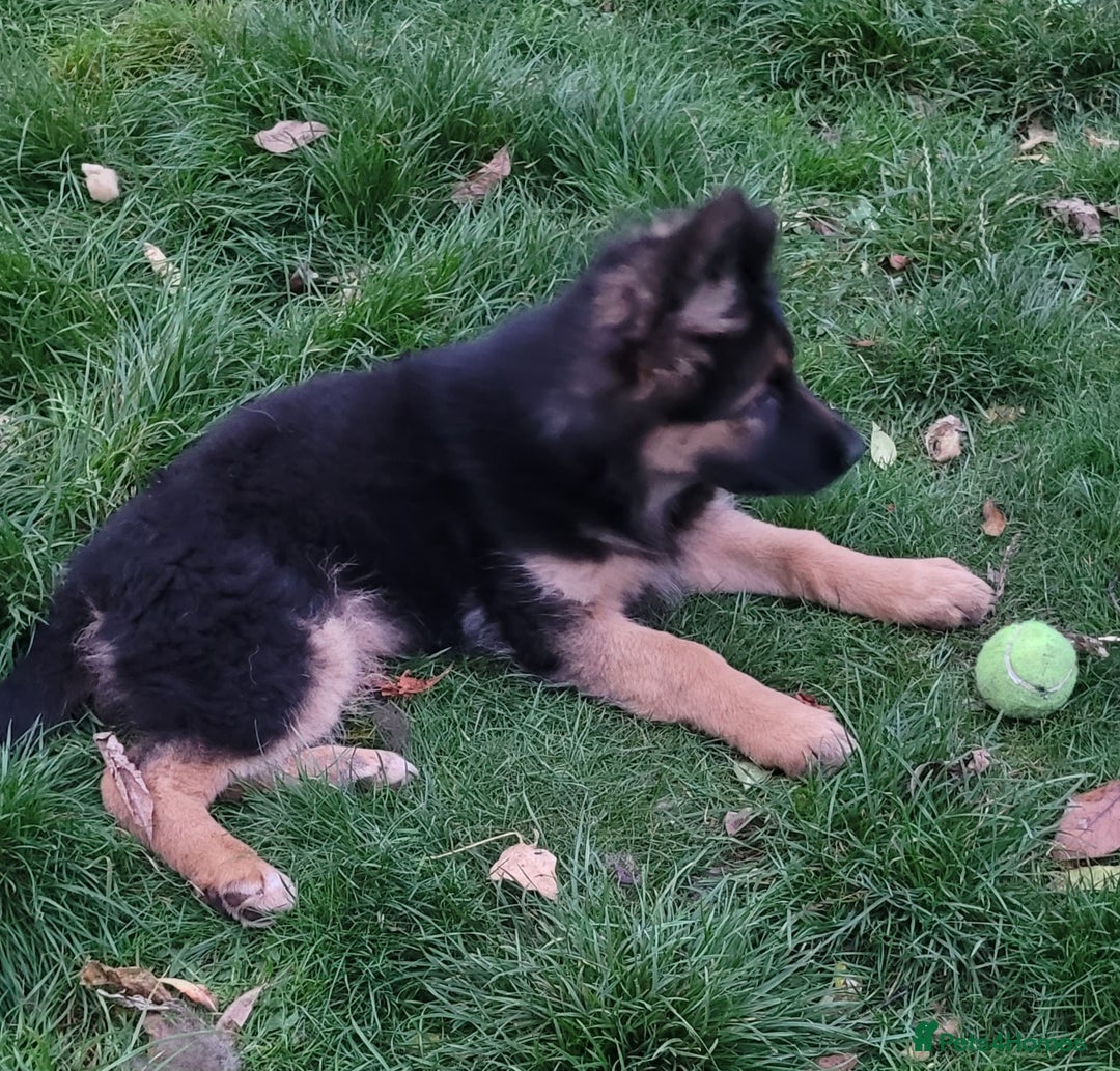 German Shepherd dogs for sale: One gorgeous female long coat puppy available  - Image 3