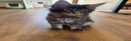 Maine Coon cats for sale: TICCA Registered Mainecoon Kittens (PetOnly) - Advert 5