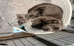 Staffordshire Bull Terrier dogs for sale: Blue staffy pups - Image 1
