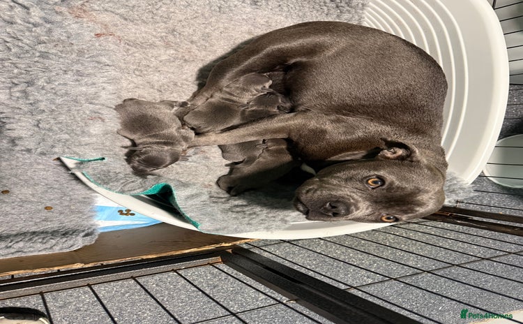 Staffordshire Bull Terrier dogs - Advert 1