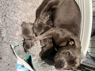 Staffordshire Bull Terrier dogs - Advert 3
