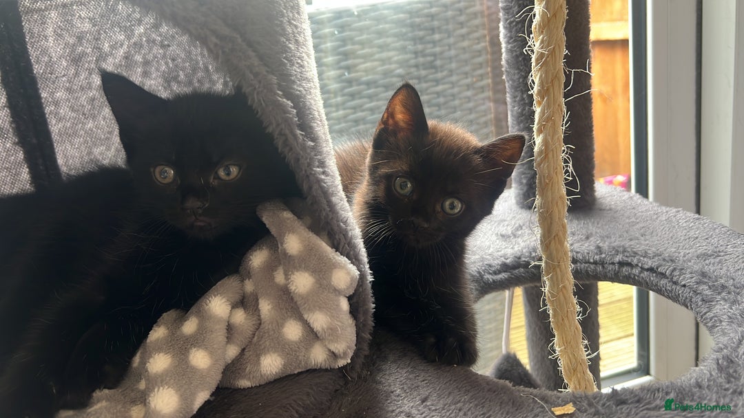 Domestic Shorthair cats for sale: 6 beautiful kittens for sale. - Image 26