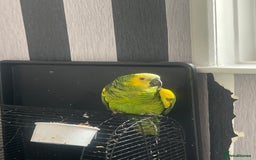 Parrots birds for sale: Parrot - Image 1