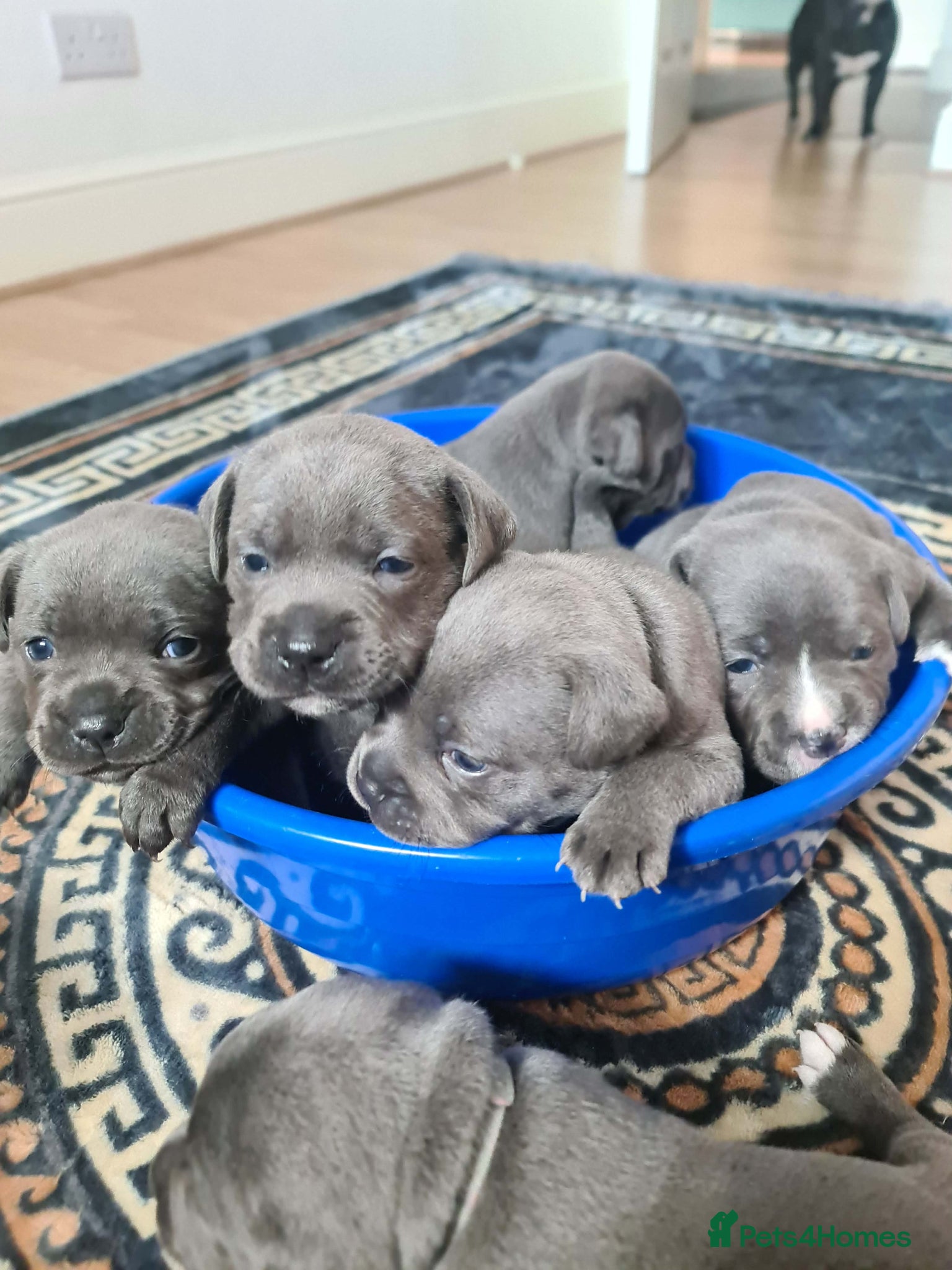 Staffordshire Bull Terrier dogs Champion Bloodline KC Staffy Puppies - Advert 1