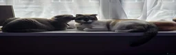 Scottish Fold cats for sale: Scottish Fold Kitten – 6 Weeks Old in Worcester - Advert 5