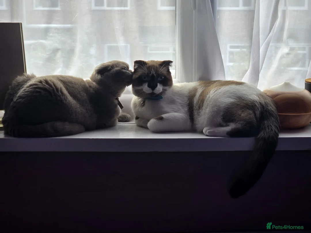 Scottish Fold cats for sale: Scottish Fold Kitten – 6 Weeks Old in Worcester - Advert 5