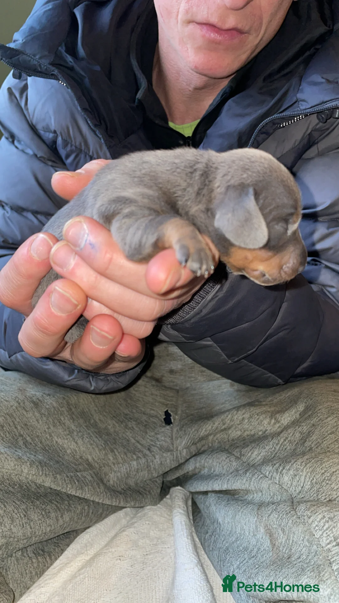 Miniature Dachshund dogs for sale: Miniature dachshund puppies - Advert 2