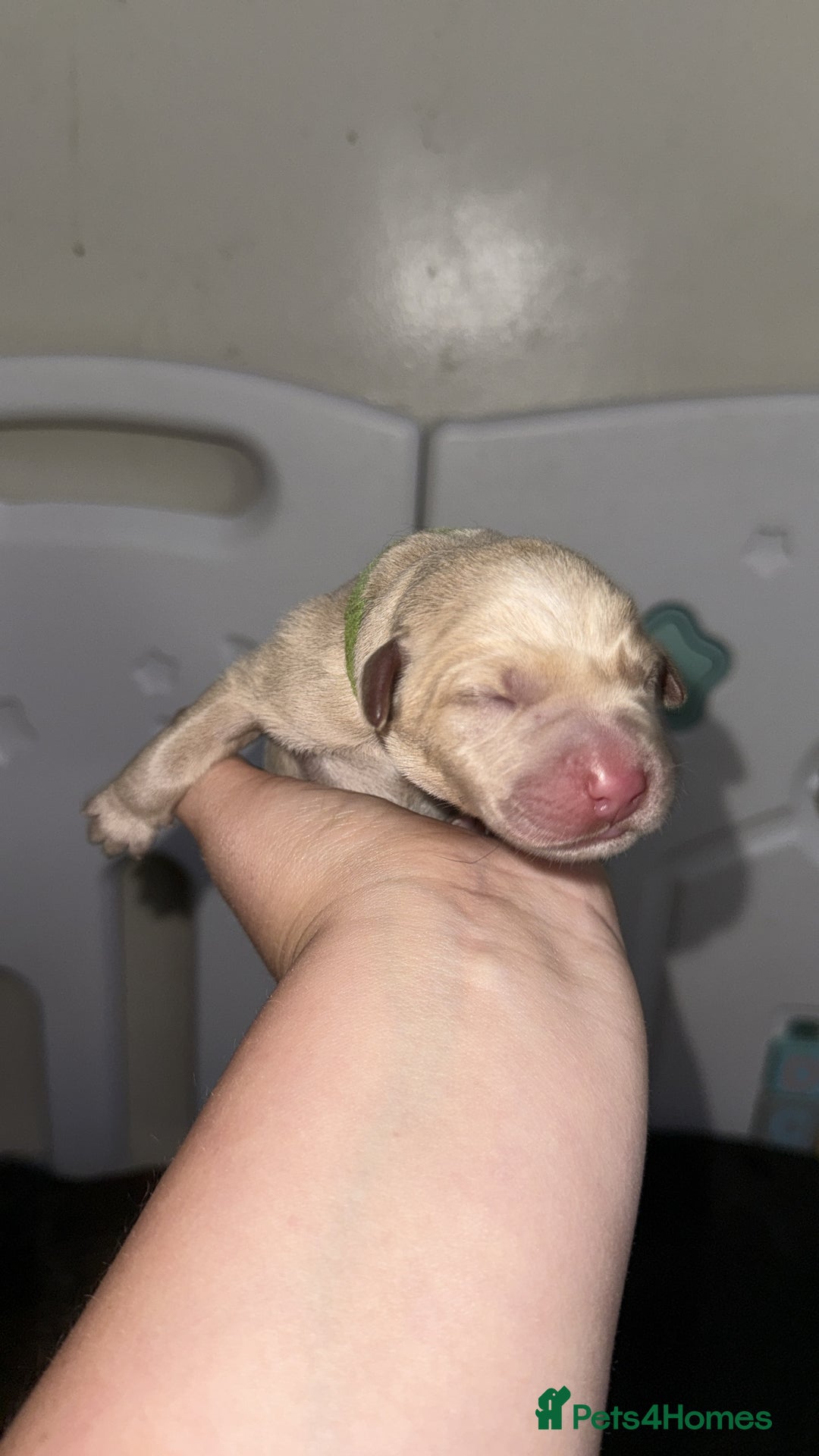 Labrador Retriever dogs for sale: Labrador Puppies  - Image 12