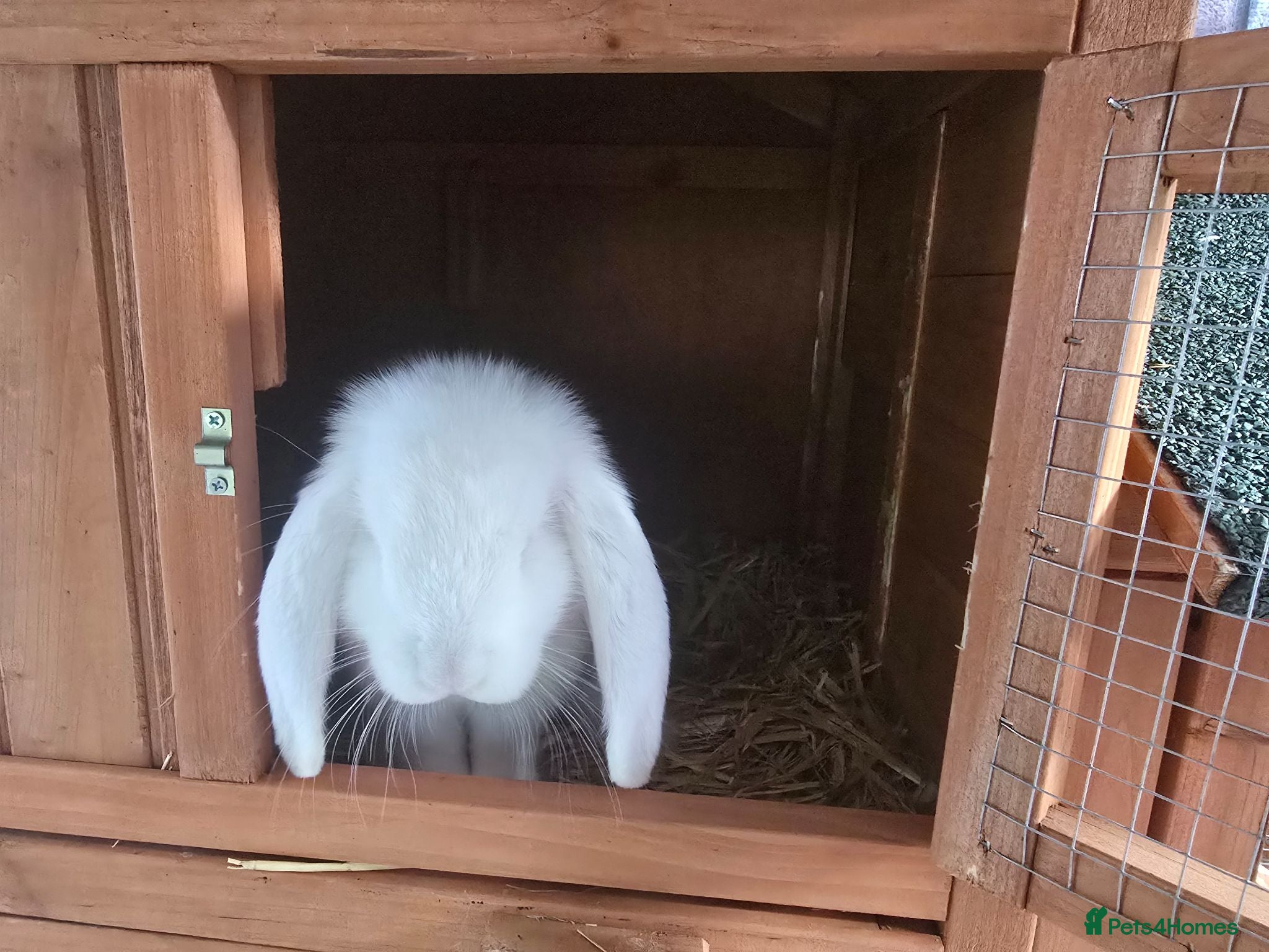 French Lop rabbits Pedigree french lop - Advert 14