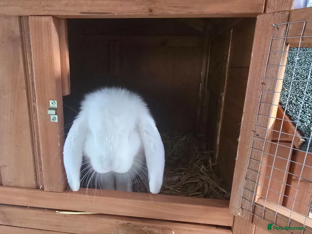 French Lop rabbits for sale: White Pedigree French Lop - Advert 2