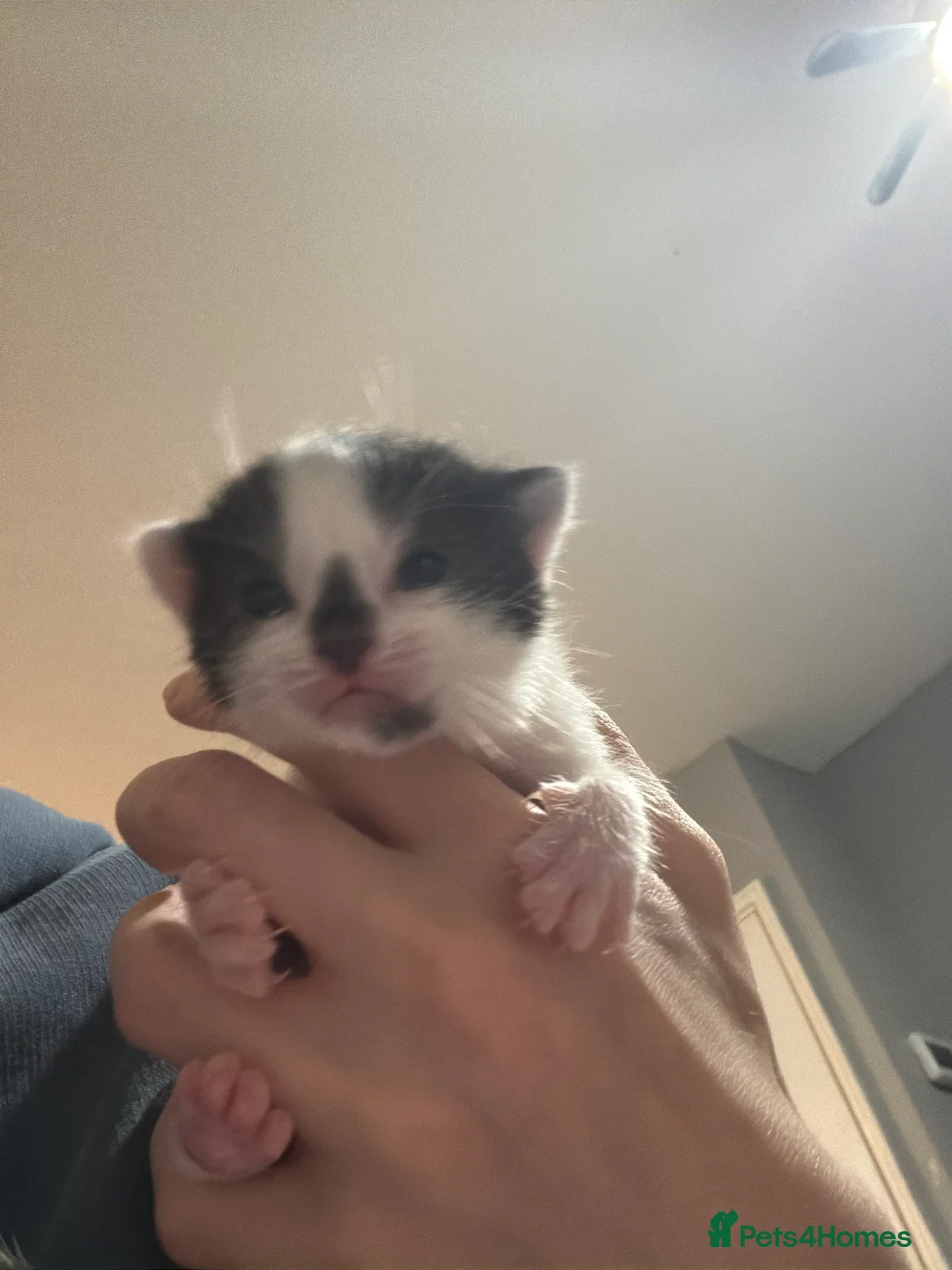 Mixed Breed cats for sale: Kittens for sale  - Advert 2