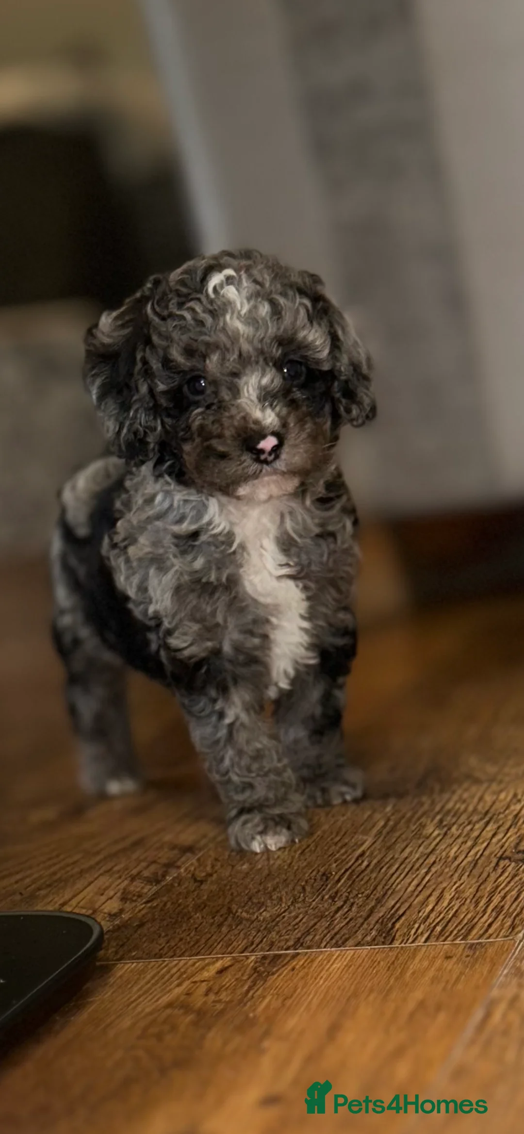 Miniature Poodle dogs for sale: Beautiful mini poodles  - Advert 2