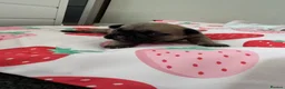French Bulldog dogs for sale: French bull dog puppies  - Advert 6
