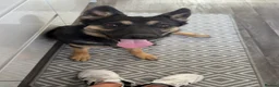 German Shepherd dogs for sale: Beautiful 10 month old female German shepherd - Advert 5