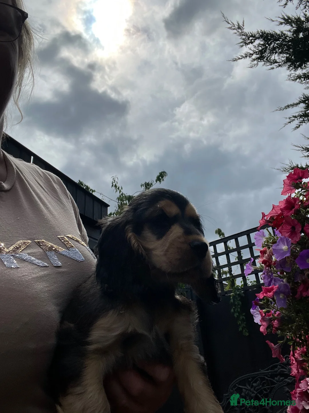Cocker Spaniel dogs for sale: Ready now Kc show cocker spaniels - Advert 2