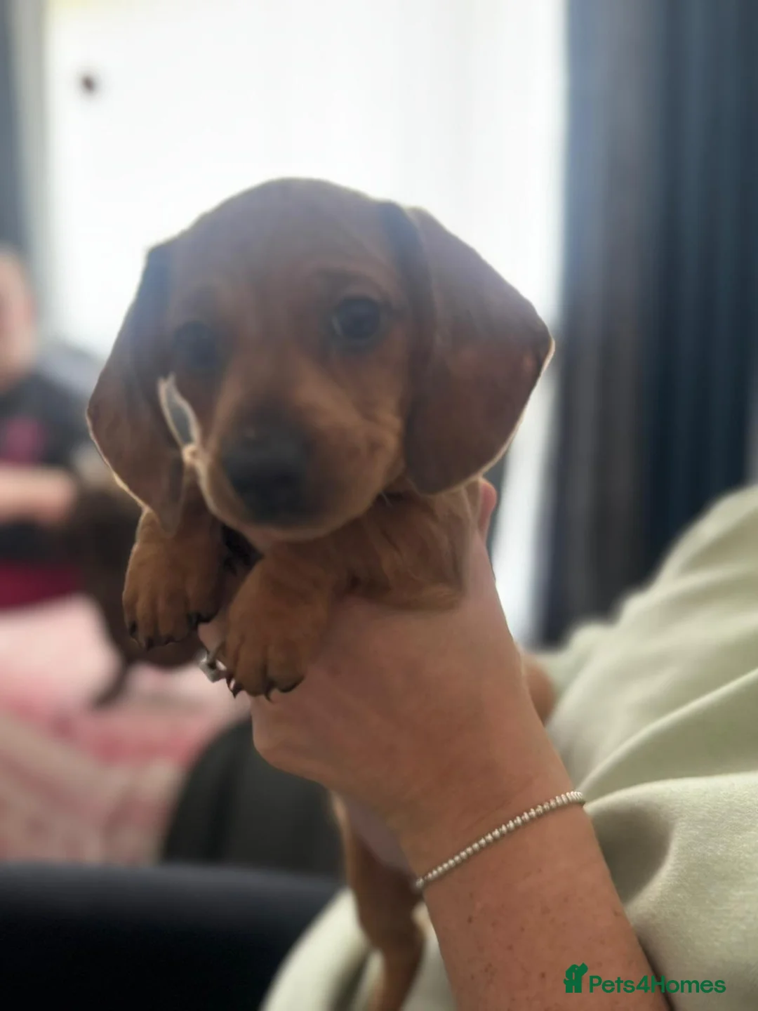 Miniature Dachshund dogs for sale: 2 miniature dauchaunds red and red dapple. in Glasgow - Advert 1