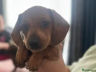 Miniature Dachshund dogs 2 miniature dauchaunds red and red dapple. - Advert 15
