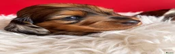 Miniature Dachshund dogs for sale: Miniature Dachshund Puppies Longhaired  - Advert 19