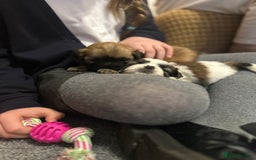 Shih Tzu dogs for sale: 5 beautiful Full Pedigree Shih Tzu Puppies - Image 20