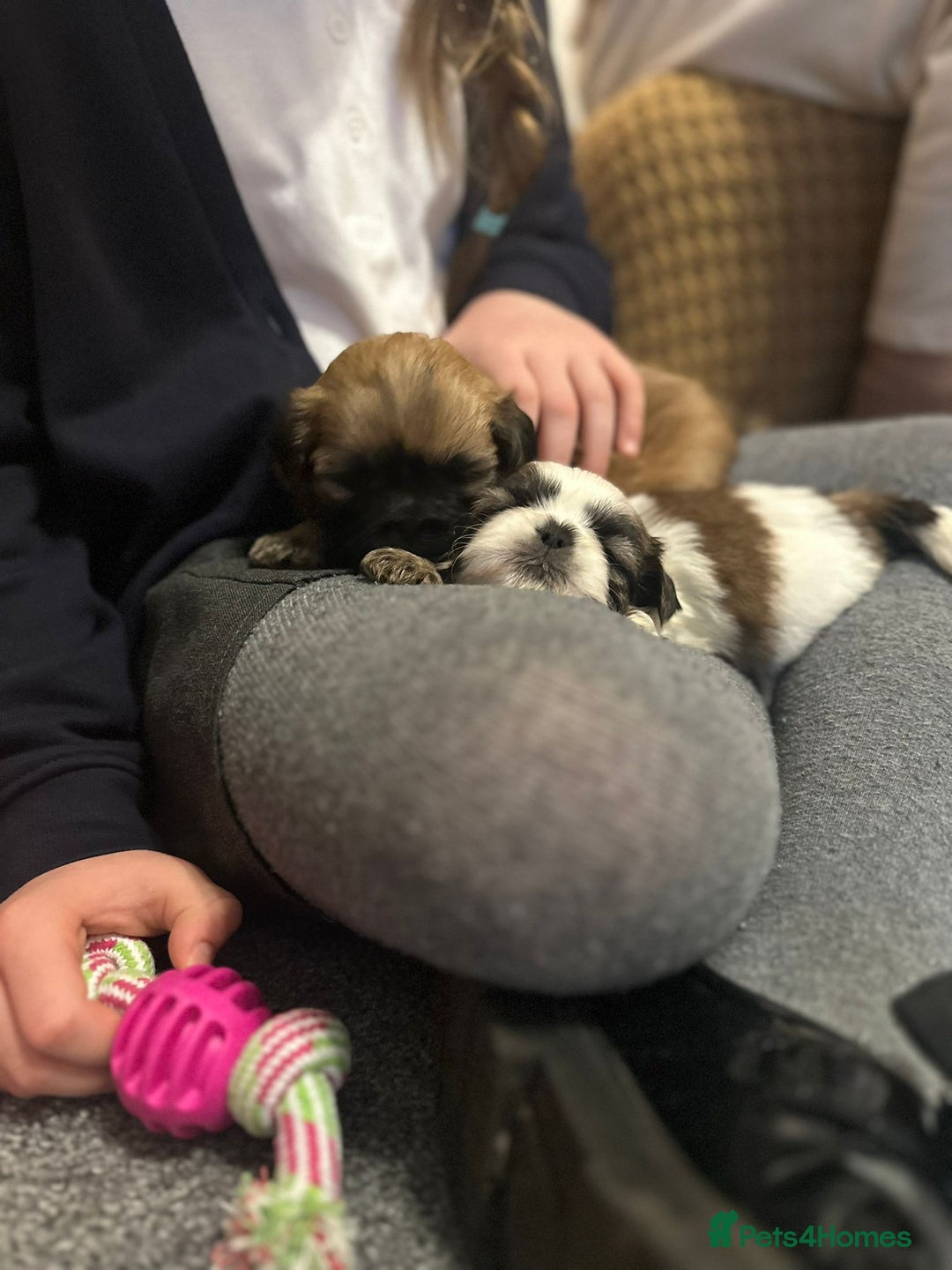 Shih Tzu dogs for sale: 5 beautiful Full Pedigree Shih Tzu Puppies - Image 20