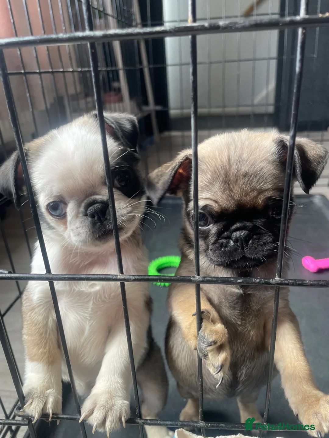 Pug dogs for sale: Pug puppies  in Scunthorpe - Advert 2