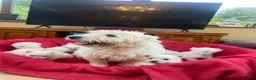 West Highland Terrier dogs for sale: Beautiful West Highland puppies for sale - Advert 3