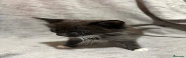 Mixed Breed 6