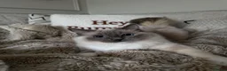 Ragdoll cats for sale: Two GCCF Ragdoll Sisters! PRICE FOR BOTH!  - Advert 31