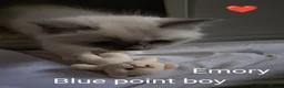 Ragdoll cats for sale: GCCF registered pedigree ragdoll kittens for sale  - Advert 9