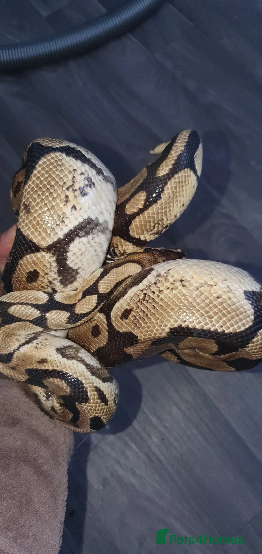 Python Snake reptiles for sale: Large pastel male  - Advert 4