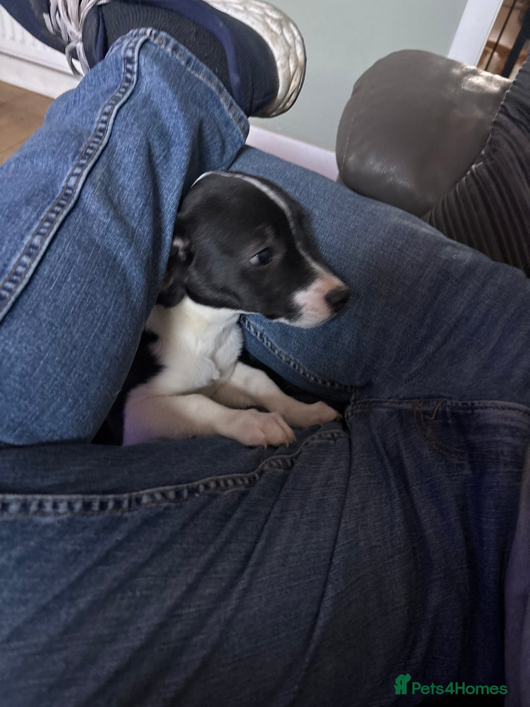 Mixed Breed dogs for sale: Last one - Advert 1