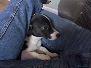 Mixed Breed dogs Last one - Advert 3