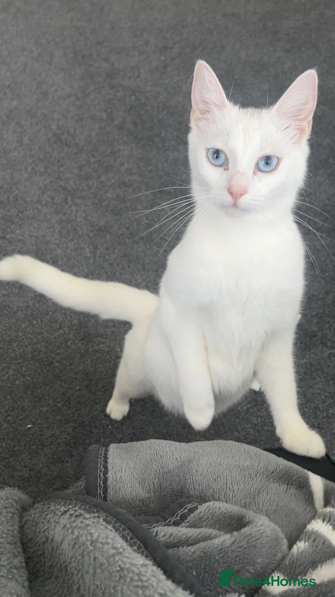 Mixed Breed cats for sale: 4 mixed breed kittens  in Newcastle - Advert 1