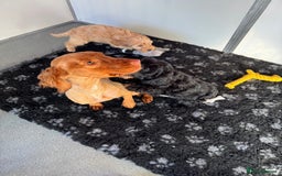 Cockapoo dogs for sale: Cockapoo Puppies (Licensed Breeder)  - Advert 2