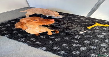 Cockapoo dogs Cockapoo Puppies (Licensed Breeder)  - Advert 8