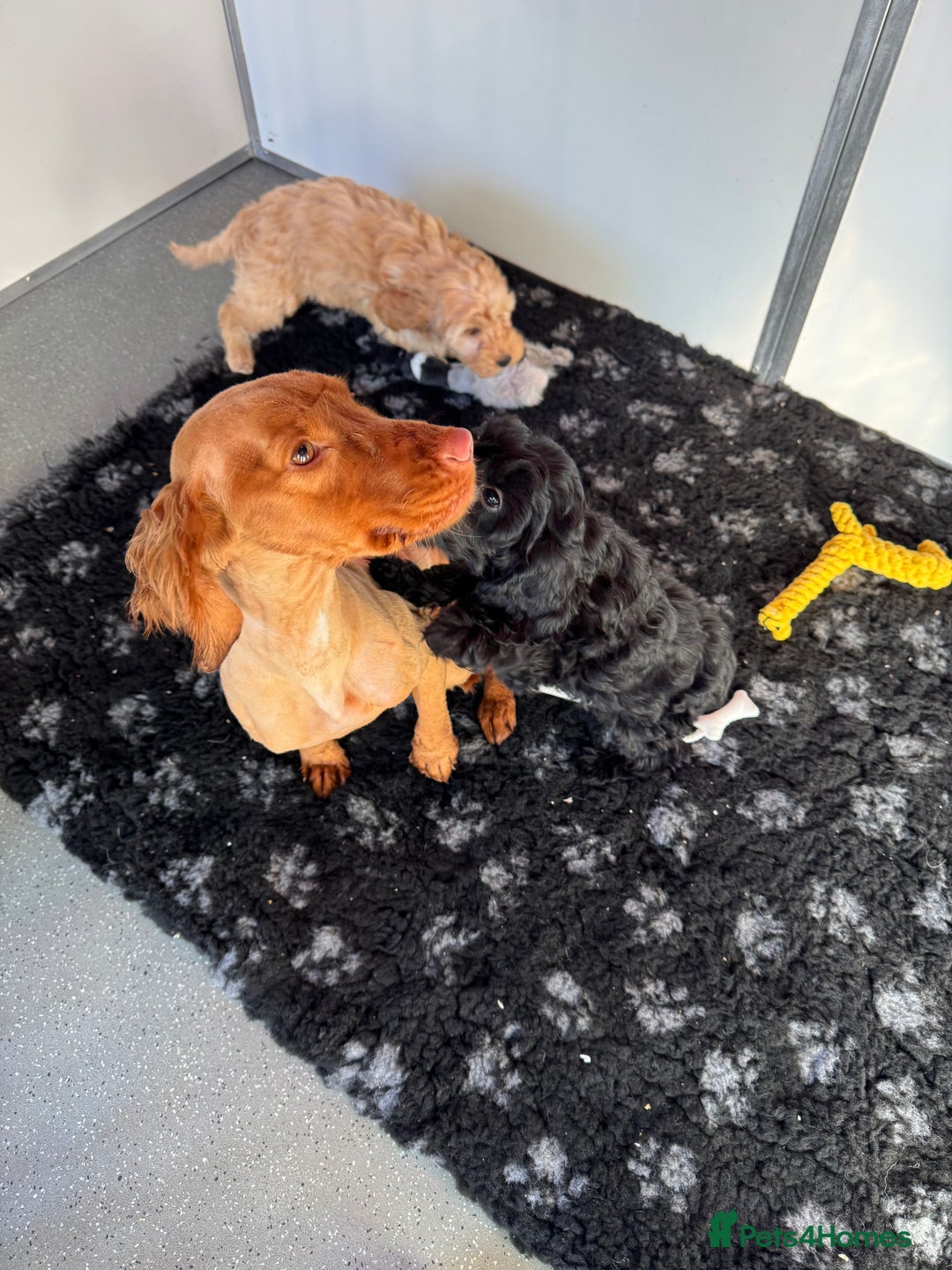 Cockapoo dogs for sale: Cockapoo Puppies (Licensed Breeder)  - Advert 2