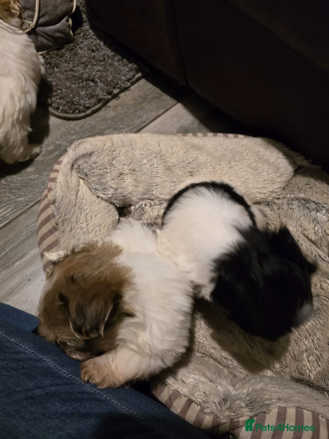 Mixed Breed dogs for sale: 5 Lhasa Apso × Yorkshire Terrier puppies for sale  - Advert 8