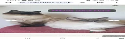 Ragdoll cats for sale: GCCF registered stunning girls available!  - Advert 27