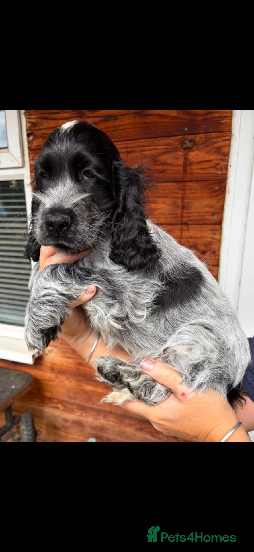 Cocker Spaniel dogs Show type cocker spaniel puppies  - Advert 15