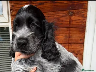 Cocker Spaniel dogs Show type cocker spaniel puppies - Advert 1