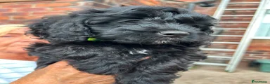Cavapoo 2 Green colour 