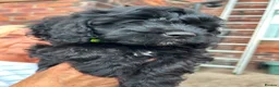 Cavapoo dogs for sale: ⭐️4 Stunning little black cavapoos⭐️ - Advert 38