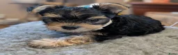 Yorkshire Terrier dogs for sale: Yorkshire Terrier Puppies — 2 Boys & 2 Girls Ready - Advert 15