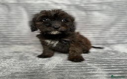Cockapoo dogs for sale: Adorable Cockapoos looking for forever homes - Image 26