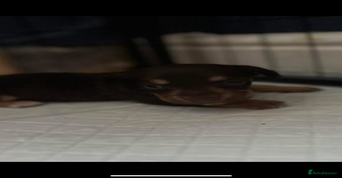 Mixed Breed dogs - Advert 6